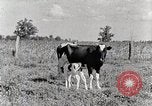 Standbild leben im südlichen Bergregionen Kentucky United States USA, 1940, aus Sekunde 34 historischem Filmmaterial Videoclip 65675025570