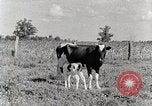 Standbild leben im südlichen Bergregionen Kentucky United States USA, 1940, aus Sekunde 35 historischem Filmmaterial Videoclip 65675025570