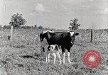 Standbild leben im südlichen Bergregionen Kentucky United States USA, 1940, aus Sekunde 40 historischem Filmmaterial Videoclip 65675025570