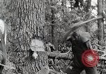 Standbild Protokollierung und Sägewerk Verarbeitung Crossville Tennessee USA, 1940, aus Sekunde 5 historischem Filmmaterial Videoclip 65675025572