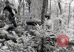 Standbild Protokollierung und Sägewerk Verarbeitung Crossville Tennessee USA, 1940, aus Sekunde 19 historischem Filmmaterial Videoclip 65675025572