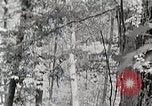 Standbild Protokollierung und Sägewerk Verarbeitung Crossville Tennessee USA, 1940, aus Sekunde 29 historischem Filmmaterial Videoclip 65675025572