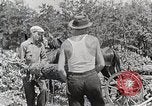 Standbild Protokollierung und Sägewerk Verarbeitung Crossville Tennessee USA, 1940, aus Sekunde 34 historischem Filmmaterial Videoclip 65675025572