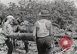 Standbild Protokollierung und Sägewerk Verarbeitung Crossville Tennessee USA, 1940, aus Sekunde 35 historischem Filmmaterial Videoclip 65675025572