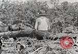 Standbild Protokollierung und Sägewerk Verarbeitung Crossville Tennessee USA, 1940, aus Sekunde 37 historischem Filmmaterial Videoclip 65675025572