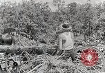 Standbild Protokollierung und Sägewerk Verarbeitung Crossville Tennessee USA, 1940, aus Sekunde 38 historischem Filmmaterial Videoclip 65675025572