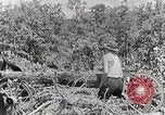 Standbild Protokollierung und Sägewerk Verarbeitung Crossville Tennessee USA, 1940, aus Sekunde 39 historischem Filmmaterial Videoclip 65675025572