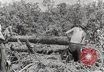 Standbild Protokollierung und Sägewerk Verarbeitung Crossville Tennessee USA, 1940, aus Sekunde 40 historischem Filmmaterial Videoclip 65675025572