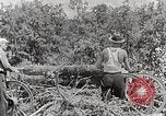 Standbild Protokollierung und Sägewerk Verarbeitung Crossville Tennessee USA, 1940, aus Sekunde 41 historischem Filmmaterial Videoclip 65675025572