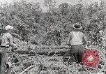 Standbild Protokollierung und Sägewerk Verarbeitung Crossville Tennessee USA, 1940, aus Sekunde 43 historischem Filmmaterial Videoclip 65675025572