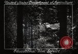 Image of Timber growing and logging California United States USA, 1931, second 10 stock footage video 65675025577