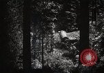 Image of Timber growing and logging California United States USA, 1931, second 11 stock footage video 65675025577