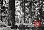 Image of Timber growing and logging California United States USA, 1931, second 48 stock footage video 65675025577