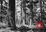 Image of Timber growing and logging California United States USA, 1931, second 49 stock footage video 65675025577