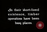 Image of Timber growing and logging California United States USA, 1931, second 8 stock footage video 65675025578