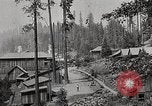 Image of Timber growing and logging California United States USA, 1931, second 20 stock footage video 65675025578