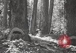 Image of Timber growing and logging California United States USA, 1931, second 25 stock footage video 65675025578