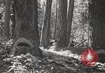 Image of Timber growing and logging California United States USA, 1931, second 26 stock footage video 65675025578