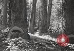 Image of Timber growing and logging California United States USA, 1931, second 28 stock footage video 65675025578