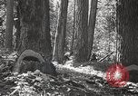 Image of Timber growing and logging California United States USA, 1931, second 30 stock footage video 65675025578