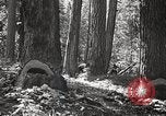 Image of Timber growing and logging California United States USA, 1931, second 32 stock footage video 65675025578
