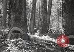 Image of Timber growing and logging California United States USA, 1931, second 34 stock footage video 65675025578