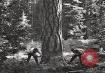 Image of Timber growing and logging California United States USA, 1931, second 36 stock footage video 65675025578