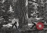 Image of Timber growing and logging California United States USA, 1931, second 37 stock footage video 65675025578