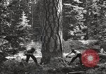 Image of Timber growing and logging California United States USA, 1931, second 38 stock footage video 65675025578
