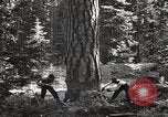 Image of Timber growing and logging California United States USA, 1931, second 39 stock footage video 65675025578
