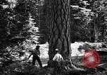 Image of Timber growing and logging California United States USA, 1931, second 40 stock footage video 65675025578