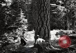 Image of Timber growing and logging California United States USA, 1931, second 41 stock footage video 65675025578