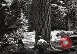 Image of Timber growing and logging California United States USA, 1931, second 42 stock footage video 65675025578