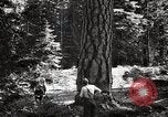 Image of Timber growing and logging California United States USA, 1931, second 43 stock footage video 65675025578