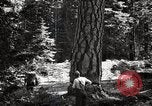 Image of Timber growing and logging California United States USA, 1931, second 44 stock footage video 65675025578