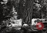 Image of Timber growing and logging California United States USA, 1931, second 45 stock footage video 65675025578