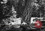 Image of Timber growing and logging California United States USA, 1931, second 46 stock footage video 65675025578