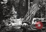 Image of Timber growing and logging California United States USA, 1931, second 47 stock footage video 65675025578