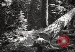 Image of Timber growing and logging California United States USA, 1931, second 48 stock footage video 65675025578