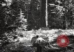 Image of Timber growing and logging California United States USA, 1931, second 49 stock footage video 65675025578