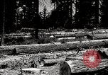 Image of Timber growing and logging California United States USA, 1931, second 50 stock footage video 65675025578