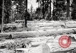 Image of Timber growing and logging California United States USA, 1931, second 51 stock footage video 65675025578