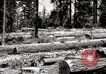 Image of Timber growing and logging California United States USA, 1931, second 53 stock footage video 65675025578