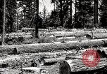 Image of Timber growing and logging California United States USA, 1931, second 54 stock footage video 65675025578