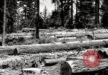 Image of Timber growing and logging California United States USA, 1931, second 55 stock footage video 65675025578