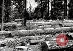 Image of Timber growing and logging California United States USA, 1931, second 56 stock footage video 65675025578