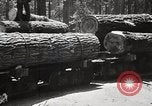 Image of Timber growing and logging California United States USA, 1931, second 58 stock footage video 65675025578