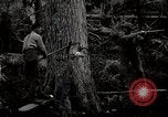 Immagine di Coltivazione di legname e il logging California United States USA, 1931, secondo 15 filmato di repertorio 65675025579