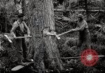Immagine di Coltivazione di legname e il logging California United States USA, 1931, secondo 16 filmato di repertorio 65675025579