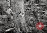 Immagine di Coltivazione di legname e il logging California United States USA, 1931, secondo 17 filmato di repertorio 65675025579
